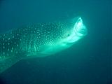 Djibouti - Whale Shark in Djibouti - 21